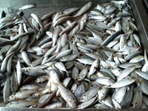 fish_800x600