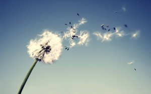 wind